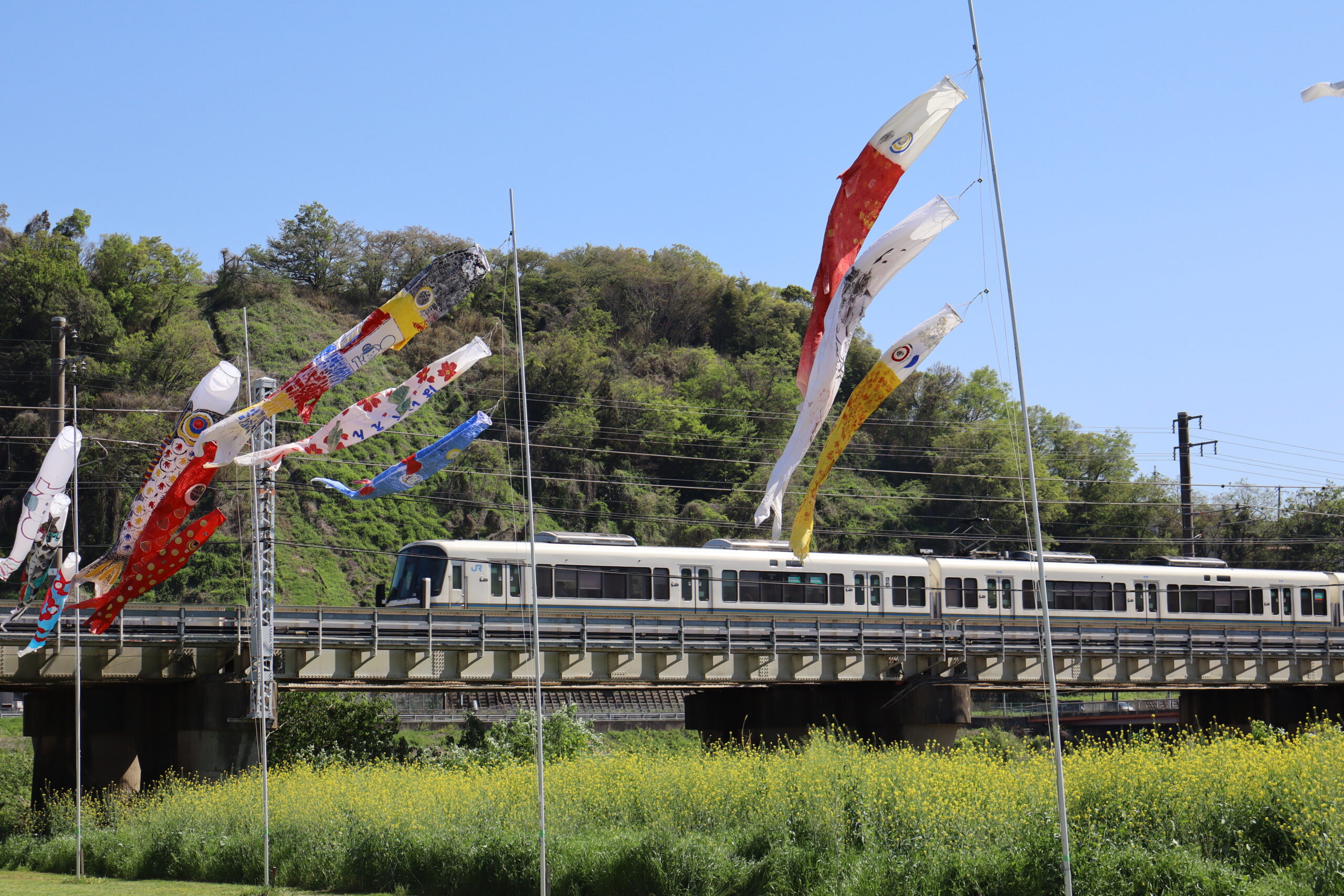GWは王寺町へGO！】色とりどりの「こいのぼり」が大和川の空を泳ぐ